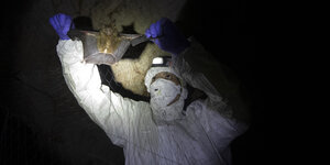 Ein Wissenschaftler befreit eine Fledermaus aus einem Netz in einer Höhle in Thailand