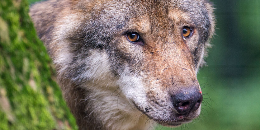 Ein Wolf schaut hinter einem Baum hervor