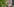 Ein Wolf schaut hinter einem schrägen, mit Moos bewachsenem Baumstamm hervor