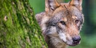 Ein Wolf schaut hinter einem schrägen, mit Moos bewachsenem Baumstamm hervor