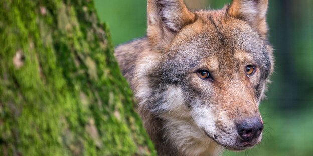 Ein Wolf schaut hinter einem schrägen, mit Moos bewachsenem Baumstamm hervor