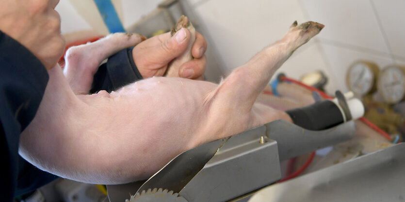 Ein Ferkel wird in eine Narkosemaschine gedrückt