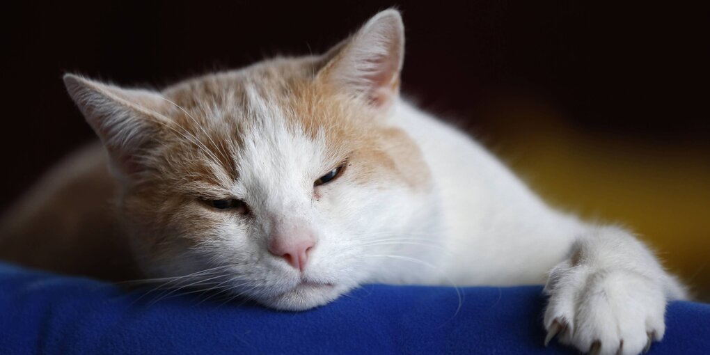 Eine Katze liegt mit geschlossenen Augen auf dem Sofa