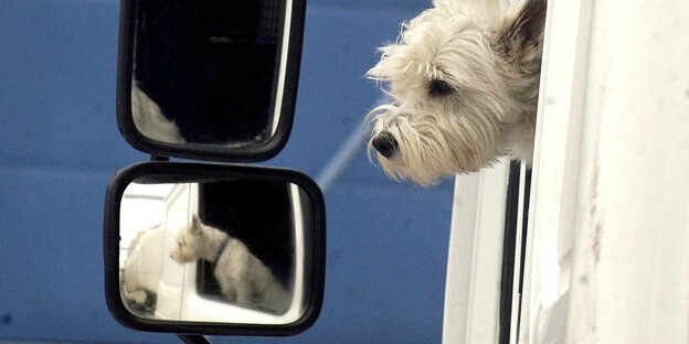 Ein Hund schaut aus dem Fenster eines LKW und spiegelt sich im Seitenspiegel