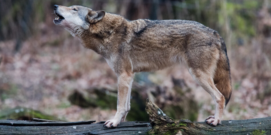 Von Menschen und Wölfen: Wolfswesen 