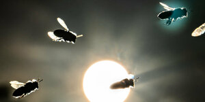 Bienen kehren vor der tief stehenden Sonne in ihren Korb zurück