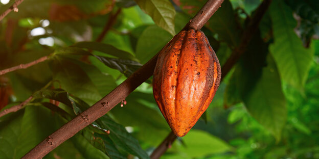 Eine reife braun-orangene Kakaofrucht hängt vor sattgrünem Blattwerk