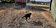 Ein Hund läuft zwischwen Mähdreschern über ein feld