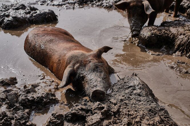 Ein Schwein suhlt sich im Schlamm