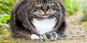 Eine Katze mit einem getöteten Vogel.