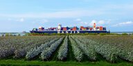 Obstplantage mit Apfelbaeumen - Containerfrachter auf der Elbe im Hintergrund,