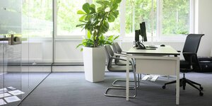 leeres Büro mit Zimmerpflanze