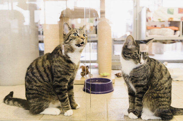 Zwei Katzen in ihrem Gehege im Tierheim Berlin Zwei Katzen in ihrem Gehege im Tierheim Berlin