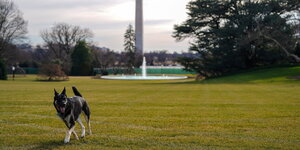 Major, einer der Familienhunde im Garten des Weißen Hauses
