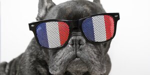 Hund tägt eine Brille mid em Muster der französischen Flagge