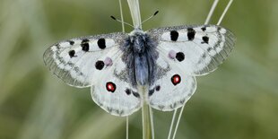 Ein Apollofalter sitzt mit aufgeschlagenen Flügeln an einem Pflanzenstängel