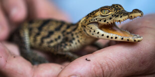 Kleines Krokodil sitzt auf der Hand eines Pflegers