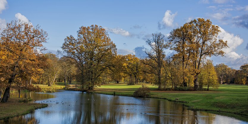 Bäume an See im Park