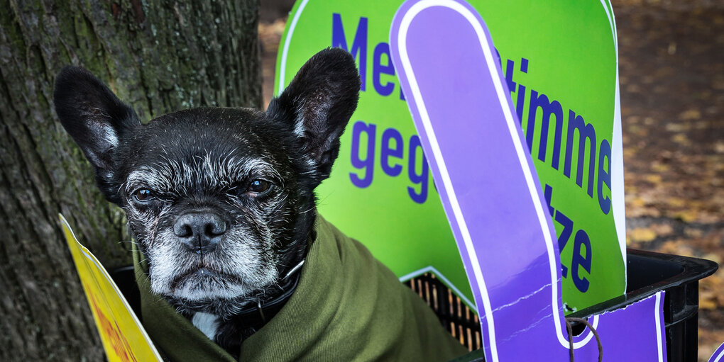 Schwarzer kleiner Hund sitzt in einem Fahrradkorb mit grünem Protestschild dahinter