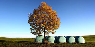 Silageballen liegen im Sonnenschein unter einem Baum mit herbstlich verfärbten Blättern