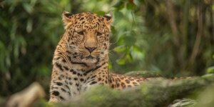 Ein Leopard sitzt im Zoo