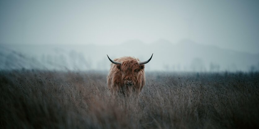 ein braunes Yak steht verzottelt auf einer nebeligen Wiese