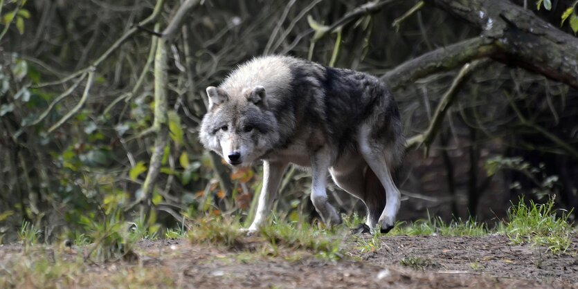 Wolf unterwegs in der Schorfheide