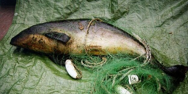 Ein toter Schweinswal in einem Fischernetz.