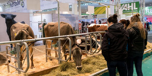 Kühe werden beim Fressen am Messestand beobachtet