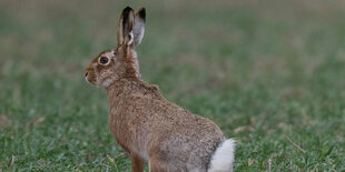 Ein Hase auf einem Feld