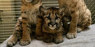 Drei kleine Pumas.