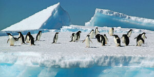 Pinguine warten auf Eis.