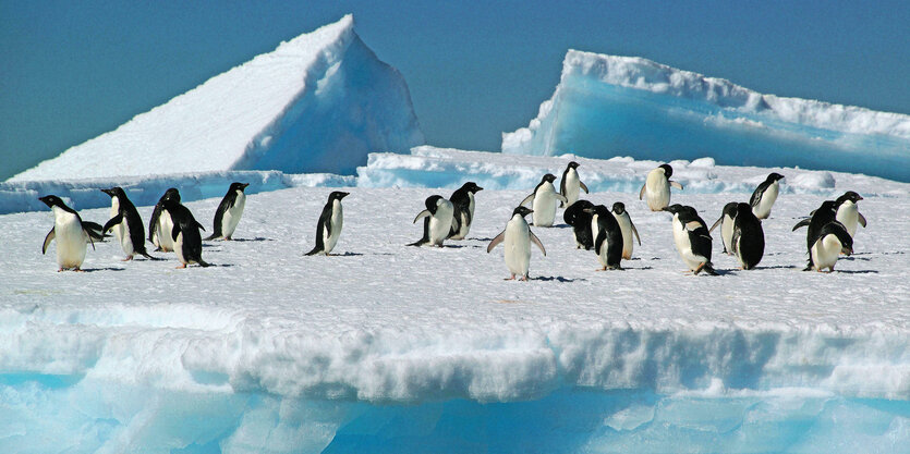 Pinguine warten auf Eis.