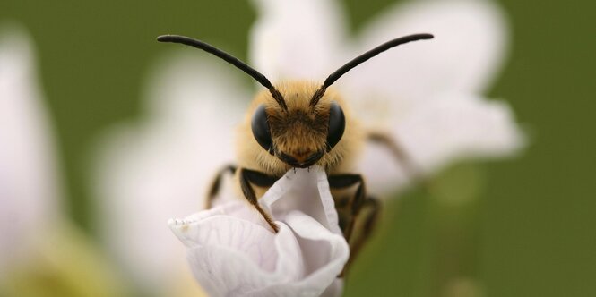 Langhornbiene (Eucera tuberculata), auf einer Bluete