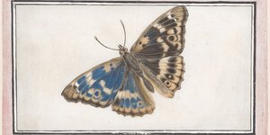 Zeichnung eines Schmetterlings