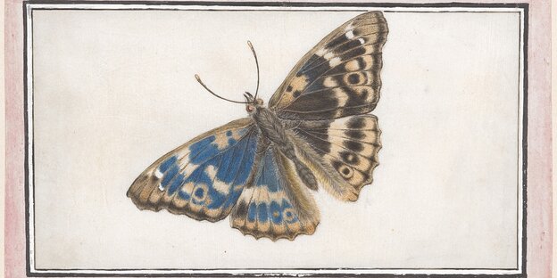 Zeichnung eines Schmetterlings