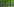 Ein Wald. Viele Baumstämme.