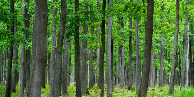 Ein Wald. Viele Baumstämme.