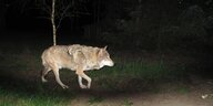 Wolf schleicht im Dunkeln durch Wildpark Schorfheide