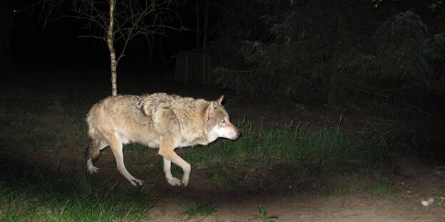 Wolf schleicht im Dunkeln durch Wildpark Schorfheide
