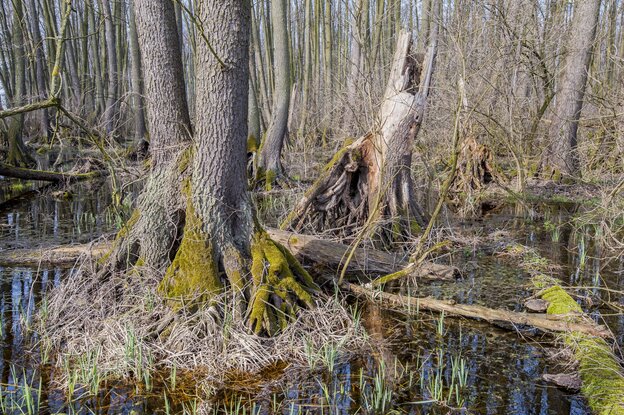 Die Wurzel einer Erle steht in sumpfigem Wasser
