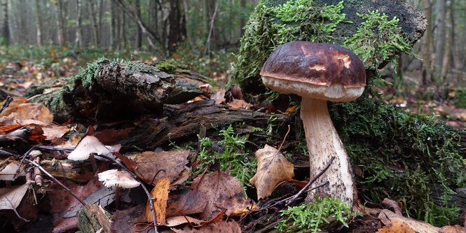 Ein Steinpilz im Moos, in offenbar feuchter Umgebung