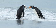 Zwei Pinguine stehen im Wasser und keifen sich an