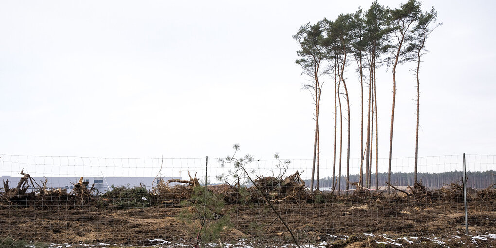 Einzelne Kiefern in brandenburgischer Landschaft, im Hintergrund Fabrikhallen