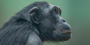 Ein Schimpanse im Profil