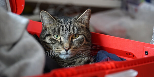 Braungraue Katze liegt in rotem Koffer und schaut direkt in die Kamera