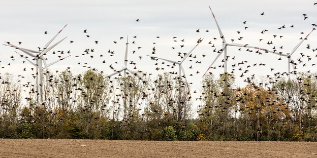 ein Vogelschwarm fliegt an Windrädern vorbei