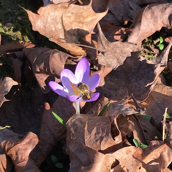 Eine Honigbiene auf einem Krokus auf einem Berliner Friedfof, Ende Feberau aufgenommen