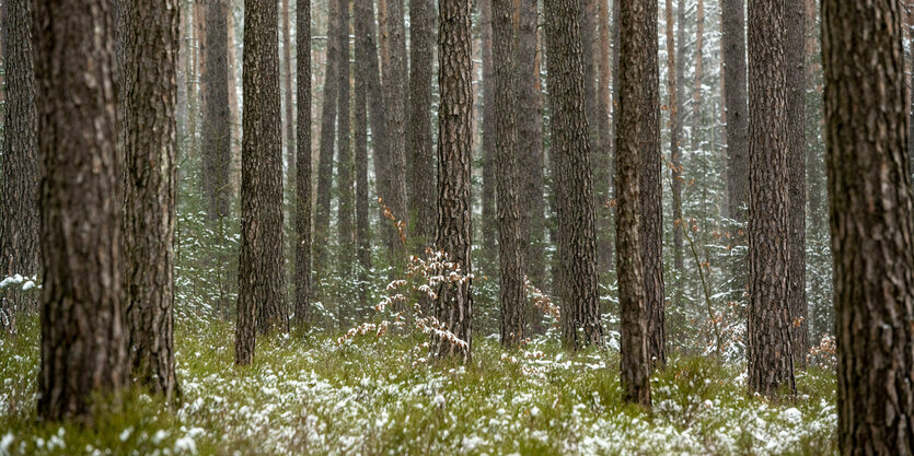 Wald mit vielen Bäumen.