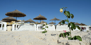 Ein Strand. Eine Rose steckt im Stand. Im Hintergrund sieht man Badeliegen.